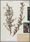 Foto von Salix alba L.
